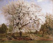apple tree in blossom Carl Fredrik Hill
